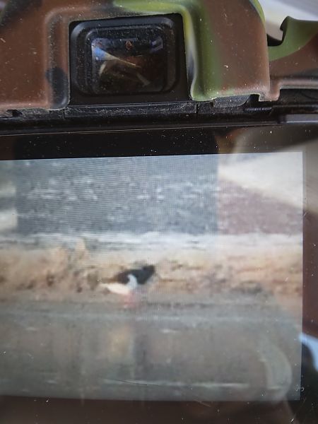 ostrygojad  - Bogusław Popiołek