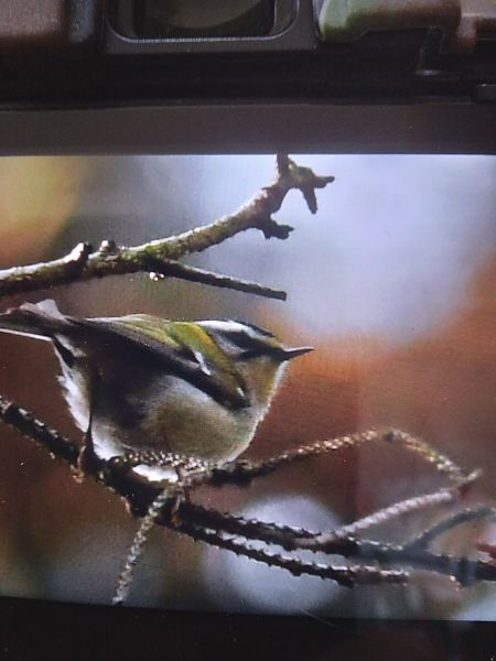 zniczek  - Bogusław Popiołek