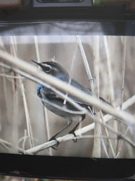 podróżniczek  - Bogusław Popiołek