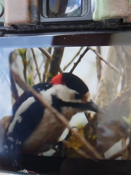 dzięcioł białoszyi  - Bogusław Popiołek