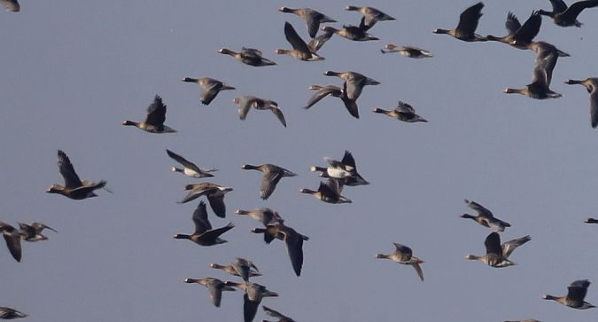 Weisswangengans  - Sławomir Mielczarek