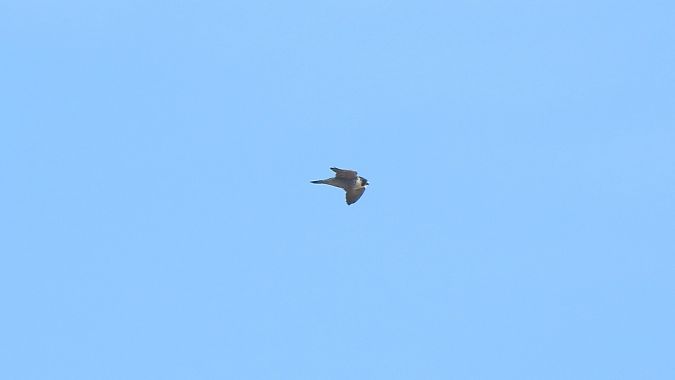 sokół wędrowny  - Sławomir Mielczarek