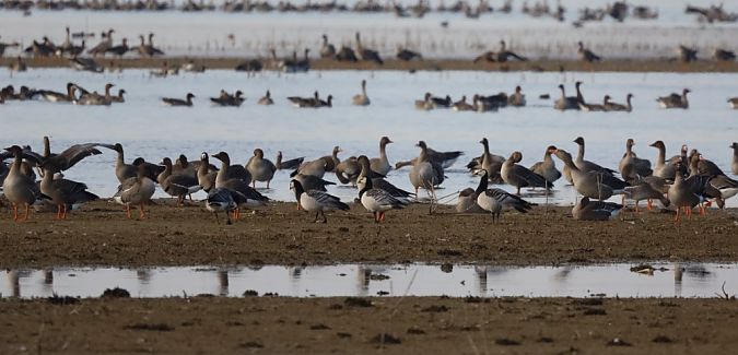 Bernache nonnette  - Sławomir Mielczarek