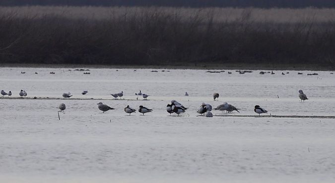 Tadorne de Belon  - Sławomir Mielczarek
