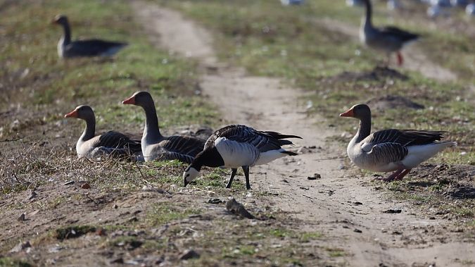 bernikla białolica  - Sławomir Mielczarek
