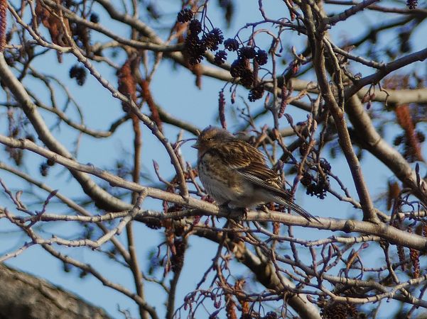 rzepołuch  - Witold Chróścik