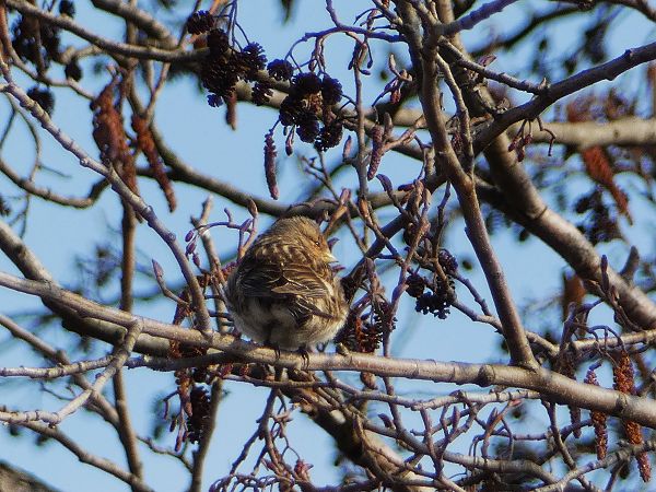rzepołuch  - Witold Chróścik