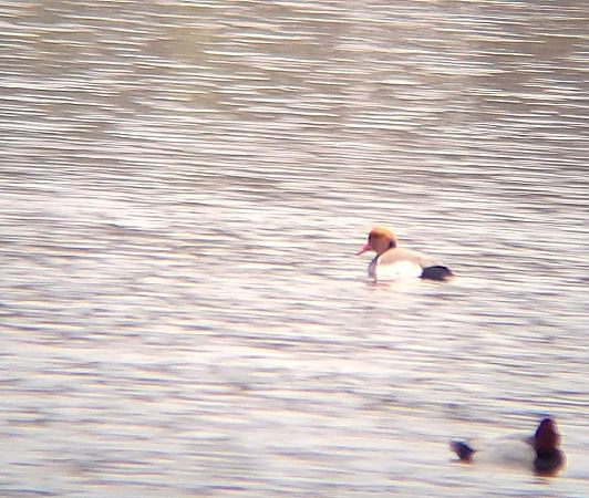 hełmiatka  - Jacek Duży