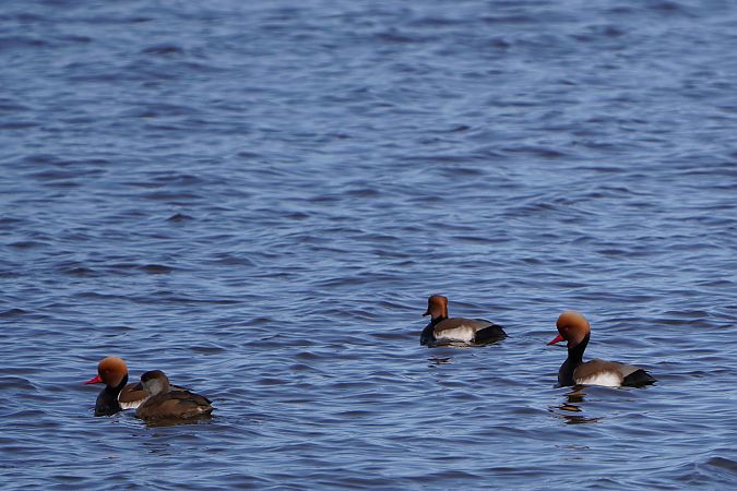 hełmiatka  - Paweł Maciszkiewicz