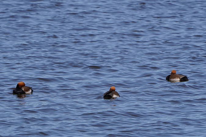 hełmiatka  - Paweł Maciszkiewicz