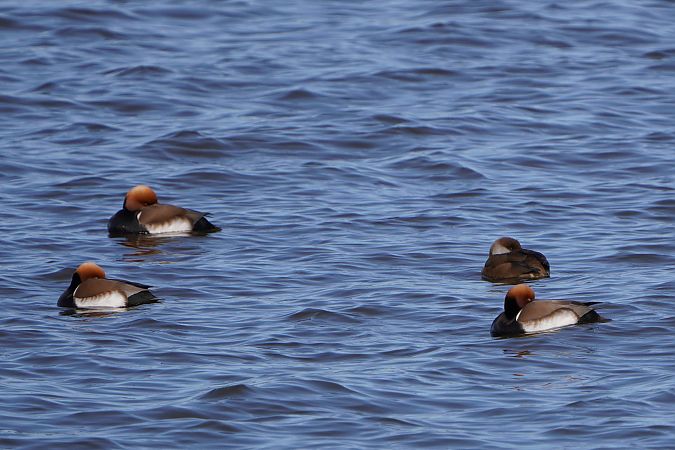 hełmiatka  - Paweł Maciszkiewicz