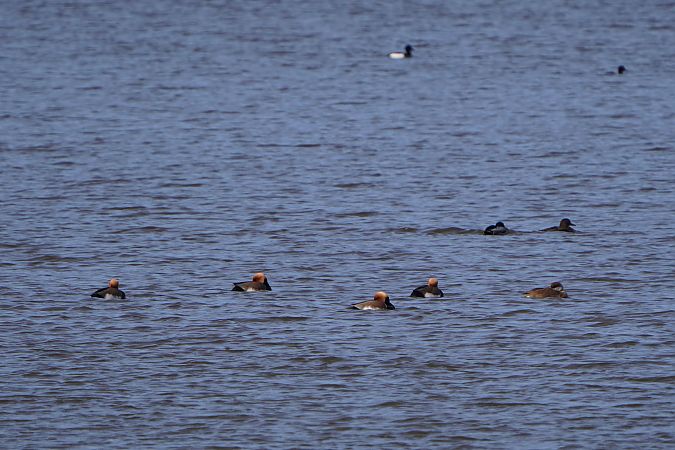 Kolbenente  - Paweł Maciszkiewicz