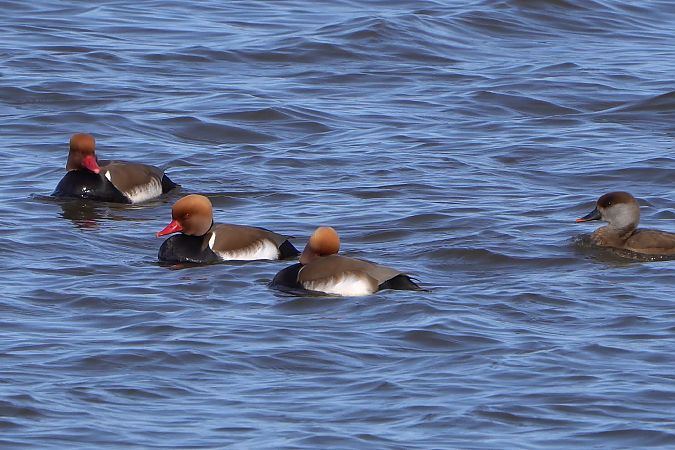 hełmiatka  - Paweł Maciszkiewicz
