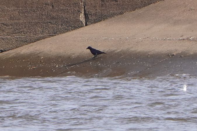 wrona (czarnowron, ssp. corone)  - Paweł Maciszkiewicz