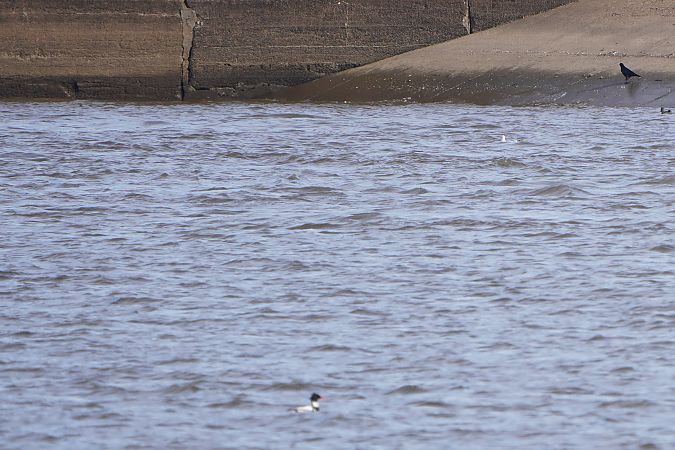 szlachar  - Paweł Maciszkiewicz