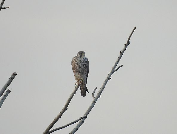 Wanderfalke  - Wójcik Jarosław