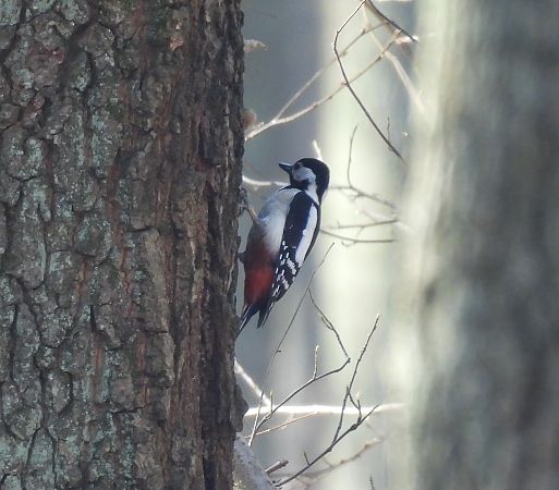 Hybrid Bunt- x Blutspecht 