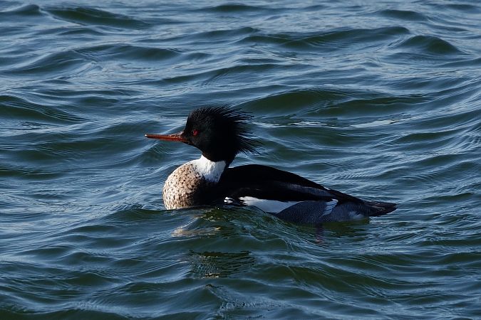 Harle huppé  - Jan Dacko