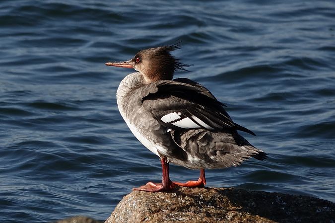 Mittelsäger  - Jan Dacko