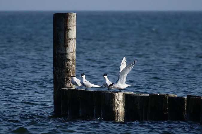 rybitwa czubata  - Jan Dacko