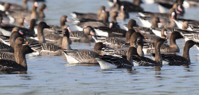 gęś krótkodzioba  - Tomasz Cieślak