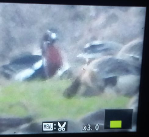 Bernache à cou roux  - Marzena Wielik