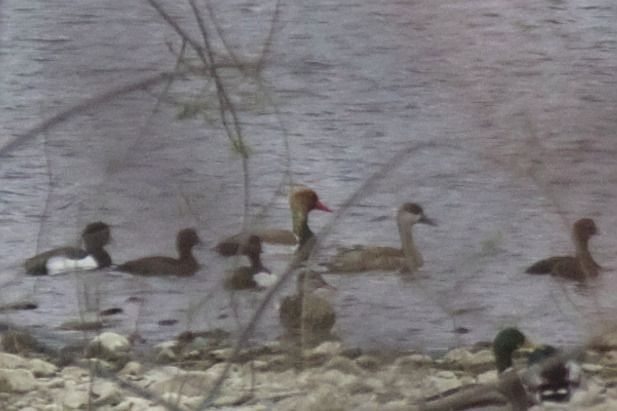 hełmiatka  - Robert Pach