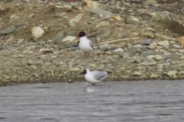 mewa czarnogłowa  - Robert Pach