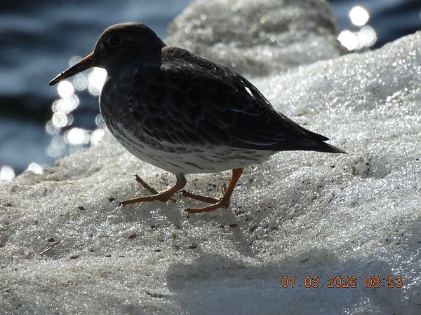 Meerstrandläufer  - Maria Krzyżanowska