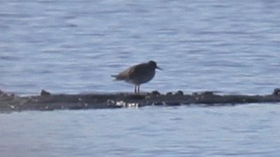 krwawodziób  - Grzegorz Kaczorowski