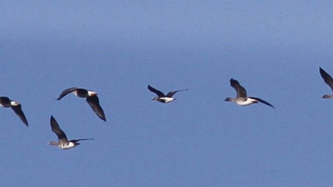 bernikla rdzawoszyja  - Grzegorz Kaczorowski