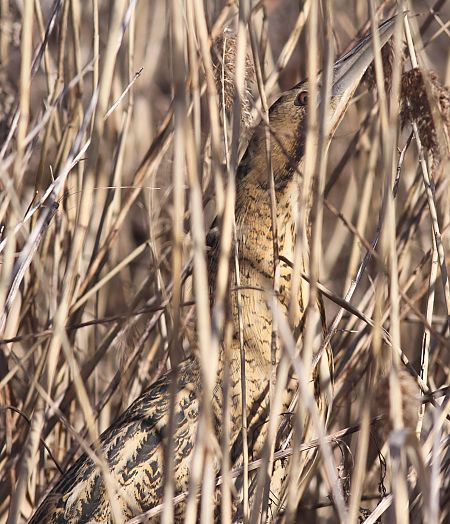 bąk  - Grzegorz Kaczorowski