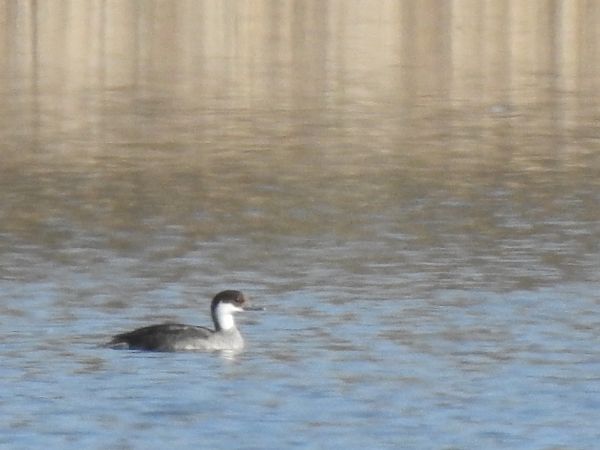 bielaczek  - Artur Płoński