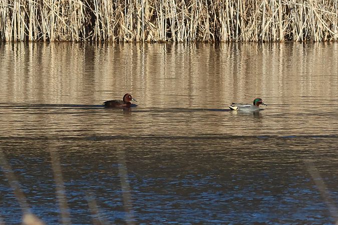 podgorzałka  - Piotr Paluch