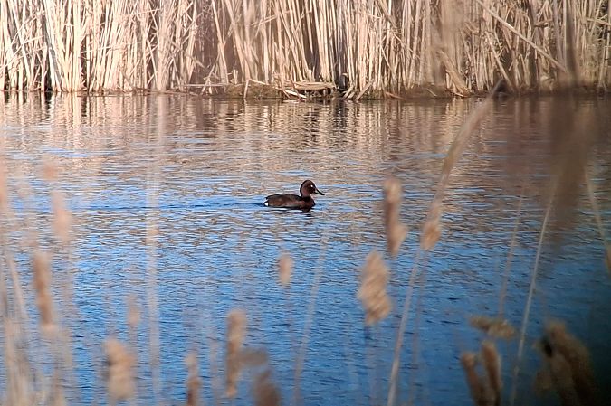 Moorente  - Piotr Paluch