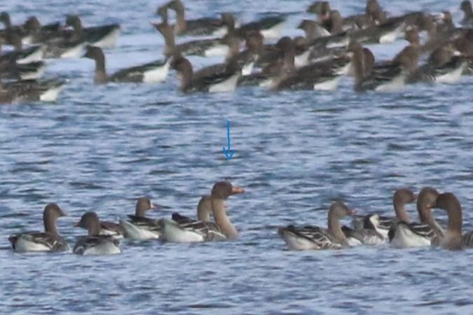 gęś zbożowa / tundrowa  - Tymoteusz Mazurkiewicz