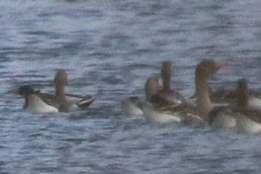 gęś zbożowa / tundrowa  - Tymoteusz Mazurkiewicz
