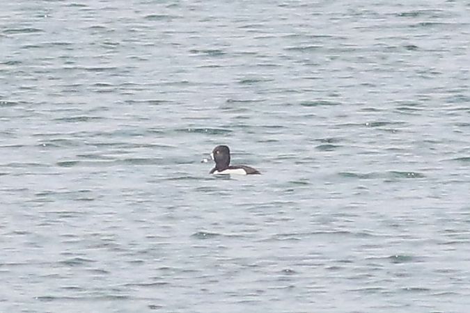 czerniczka  - Tymoteusz Mazurkiewicz