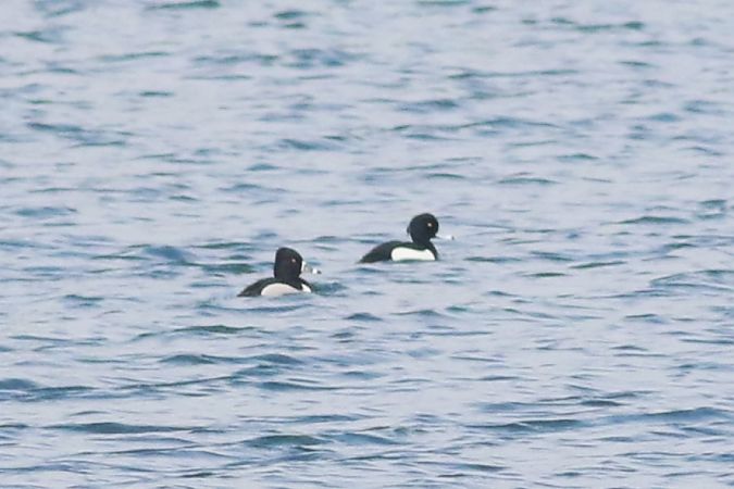 Ringschnabelente  - Tymoteusz Mazurkiewicz