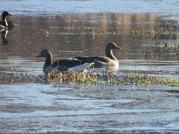 gęgawa  - Arek Szypicyn