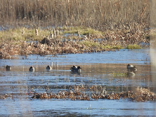 cyraneczka  - Arek Szypicyn