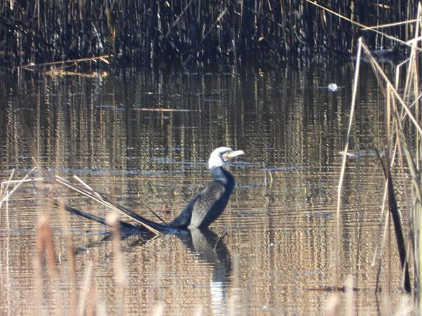 kormoran  - Arek Szypicyn