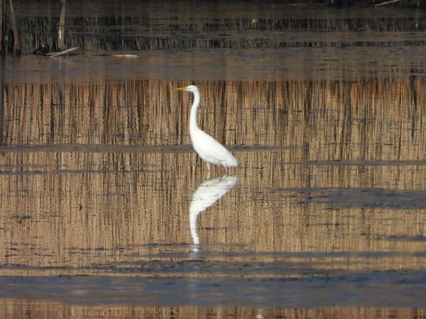 czapla biała  - Arek Szypicyn