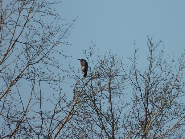 czapla siwa  - Arek Szypicyn