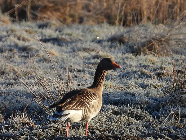 gęgawa  - Arek Szypicyn