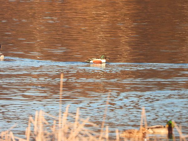 płaskonos  - Arek Szypicyn