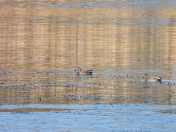 krakwa  - Arek Szypicyn