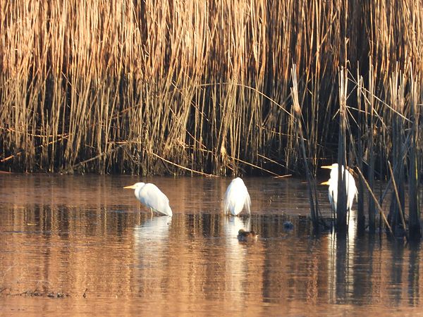 czapla biała  - Arek Szypicyn