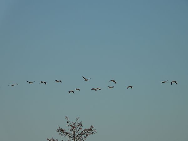 żuraw  - Arek Szypicyn