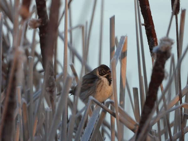 potrzos  - Arek Szypicyn